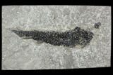 Devonian Lobed-Fin Fish (Osteolepis) - Scotland #113288-1